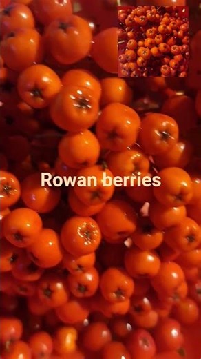 Fresh harvest Rowan berries #health #food #fruit #cooking #art
