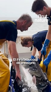 535K views · 414 reactions | Il avait quasiment disparu dans les années 1970. Grâce à l'interdiction de sa pêche, le plus grand poisson migrateur d'Europe est de retour. Pour Brut, Florian Thomas a embarqué en Gironde à bord d'un bateau de l'INRAE, à la recherche de l'esturgeon européen. | Brut | Facebook