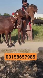 15K views · 590 reactions | #03158657985 Huzaifa goat farm Sahiwal Bakra Tv #followersreelsfypシ゚viralシfypシ゚viralシalシ | Huzaifa goat farm | Facebook