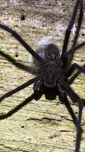 368K views · 2.8K reactions | A fishing spider is wrapping its prey in silk—very carefully—at night near a river in the Jama-Coaque Ecological Reserve in Ecuador. See more spiders close-up: https://on.natgeo.com/41Yj8CM Video by Javier Aznar González de Rueda. | National Geographic | Facebook