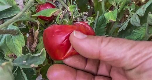 Unpredictable summer weather highlights risk for California tomato growers