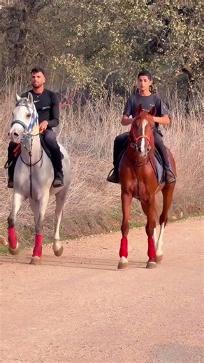 شفتو مفرع ومكحل الفارس خالد السعدي ابو جمال #فروسية #الخيل_العربية #arabian_horse #horse #حصان_واهو