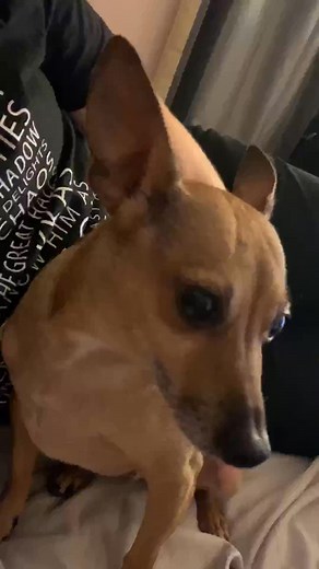 Have you ever seen a chihuahua try to whistle whistlingcha... | Mss Pam