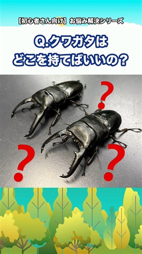 Q.クワガタはどこを持てばいいの？【初心者さん向け】お悩み解決シリーズ！#クワガタ #カブトムシ #クワカブ #飼育方法