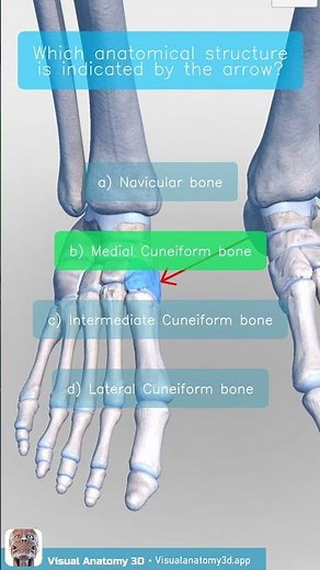 Anatomy Quiz - Foot Bones