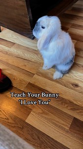 Teaching your bunny to associate a word with love and positive emotions is easy and rewarding. The key is to choose one simple word—any word you like—and use it consistently during peaceful, loving moments, like petting, giving treats, or relaxing together.Your bunny might not understand the word’s literal meaning, but they’ll come to associate it with a sense of peace, comfort, and the bond you share. To them, it’s a reassuring signal that they’re safe, loved, and connected with you. It becomes