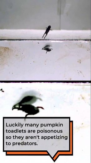 Tiny pumpkin toadlets can't land their jumps | CBC Kids News #shorts