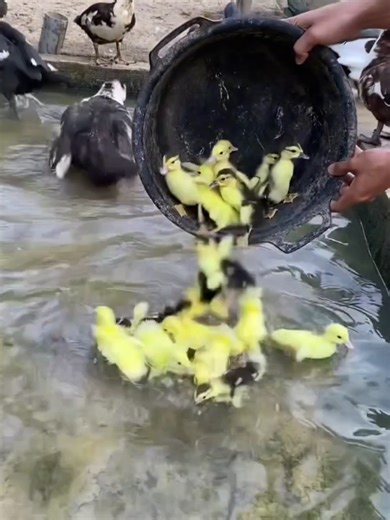 Baby Ducks Take Their First Swim!