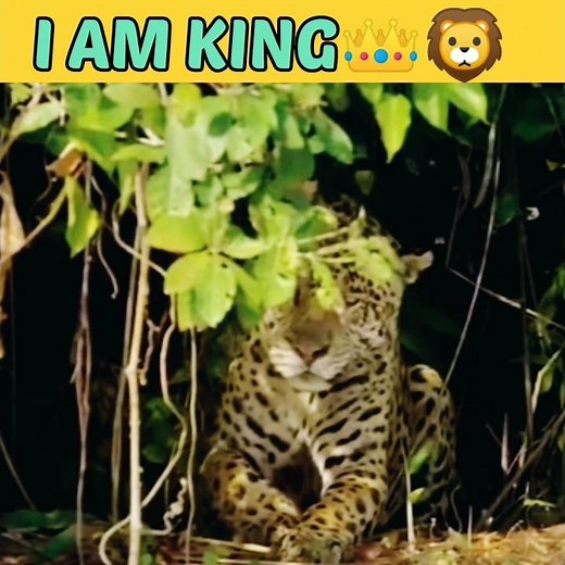 "Predator's Triumph: Leopard Snags a Gator"#shorts #short