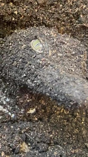 Gatorland Global Ambassador @savannahboan has been away in Cuba helping with the 2023 hatchlings while @danielle.lucas.87 has been busy at Gatorland with hatchlings of our own‼️. Cuban crocodiles are a critically endangered species and Gatorland is happy to be able to out of this amazing species back on the planet. Gatorland Global works closely with Wildlife Biologist Etiam Perez & Veterinarian Guatavito Sosa and has been able to assist in the release of over 30 Cuban Crocodiles back into Cuba.