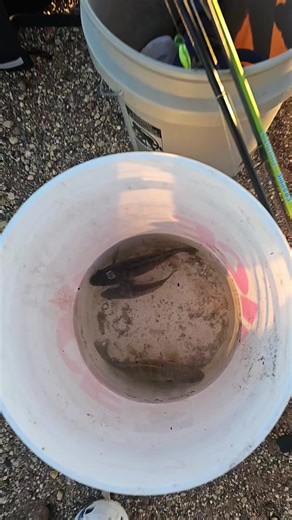 South Dakota Fishing Cartel on TikTok