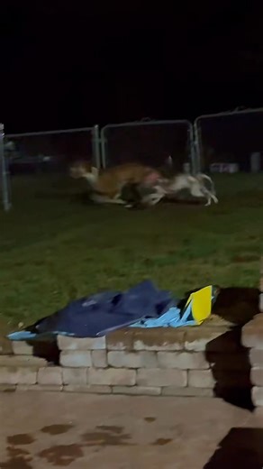 Hey y’all… it’s me, Princess Clarabelle 👑 Mom said she needed to talk to me today. I could tell it wasn’t one of those “what did you eat this time?” talks. Her voice was soft… her eyes were shiny… and what she told me made my heart feel bigger than my body. 💞 I can’t tell you what she said just yet but you’ll feel it when you watch. Grab a Kleenex, friends… this one’s special. 🥹 | Clarabelle Strong