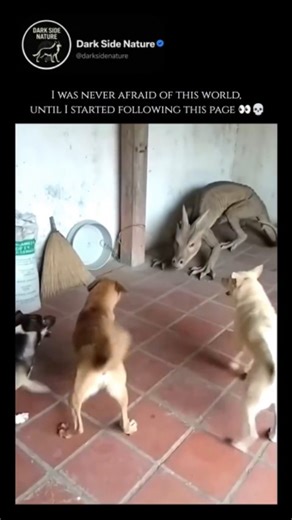 Dark Side Nature | In mythology, the dragon is a legendary creature whose form and meaning vary drastically across the globe. In Western folklore, often... | Instagram