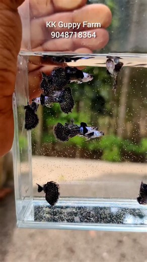 Yoosuf Yoosuf on Instagram: "Silver Mosaic Elephant🥰 . . . #guppyfish #guppylovers #guppy #fishtank #fishfarm kearala india fishfarm home beauty queen fish love happy happiness life guppies guppiesofinstagram hardwork dedication determination sucess"
