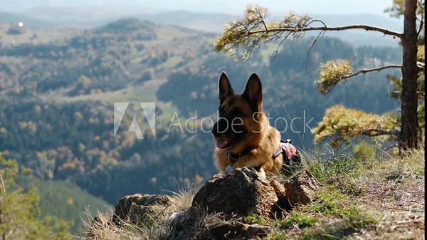 A German Shepherd lying on a rock ledge overlooking scenic mountains and valleys, wearing a harness. Hiking with pet concept. High quality 4k footage
