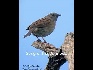 The Song Of A Dunnock,( Hedge Sparrow) By BJHunter (c)