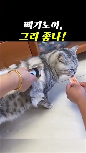 삐기노니, 그리 좋나! #고양이 바리캉 #고양이 털깍기 #강아지 바리캉