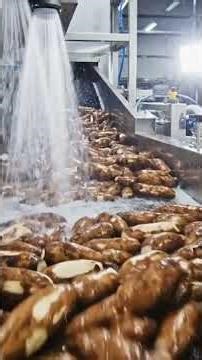 The Complete Cassava Processing Line | How Factories Turn Roots into Food #cassavafactory