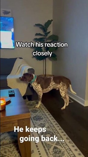 Why Is My Dog So Scared? | Nervous Puppy Hiding Behind the Couch