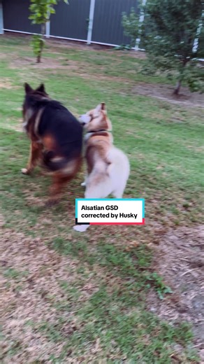 Alsatian GSD Corrected by Husky: Dog Training