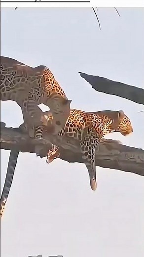 Leopard on Tree! 🐆 African Hunter Spotted 🏹 #Leopard #Hunting #Safari #Wildlife #Viral #Africa