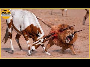The most incredible LION hunting fails caught on camera | Wild animals