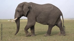 A bull elephant with a fully extended reproductive organ.