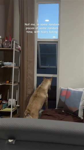 Because grief doesn’t check the clock, Yung 🤍🐾 #dogshort #dogs #grief