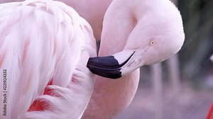 Up close view of flamingo gooming itself biting at its wing. Stock Video