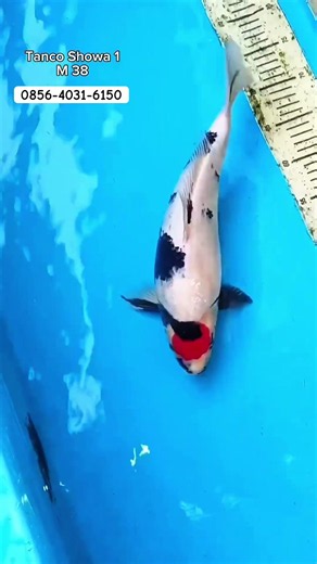 Tanco showa male 38-40 cm #kolamkoi #koiahowa #koijumbo #koi #koifarm
