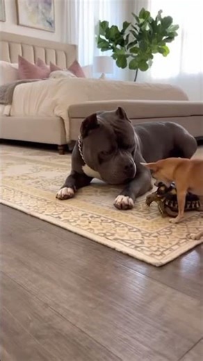 Tiny Chihuahua Brings a Turtle and Scares Big Pitbull 😂🐶