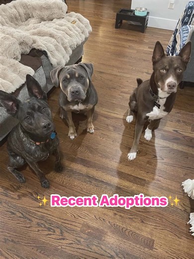 Ending this Monday with holiday wishes come true! ✨ A huge congratulations to Bertha! Our community rallied to save Bertha when she was almost out of time at animal control. Look at her now! She is thriving with a family all her own & two furry siblings. This is the power of rescue 🩷 We are so grateful for everyone who likes, shares, & spreads the news about our organization to enable our animals a second chance at life & a forever home 🙏 We still have animals big & small for adoption! Check t