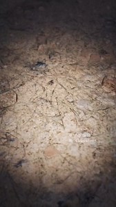 379K views · 2.4K reactions | Chaos❗️Animation❗️#Nightmare #Horror #Surreal #Animation #TheTallHowler #TheGoatMonster #HorrorTok#scary #horror #halloween #creepy #spooky #horrormovies #art #ghost #horrorfan #haunted #october #scarystories #dark #horrorart #horrormovie #paranormal | Scary Ghost | Facebook