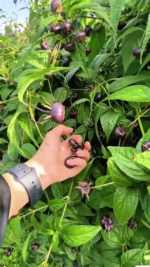 Hand Harvesting Ripe Dark Berries Among Lush Green Foliage