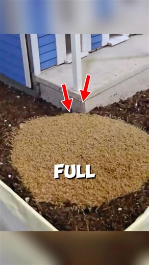500,000 Termites VS House - The Result is Scary! 😱 #shorts