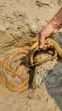 Survival Skills: SIMPLE and with Fish Eel trappv #bushcraft #survival #Outdoors #skills #fishing