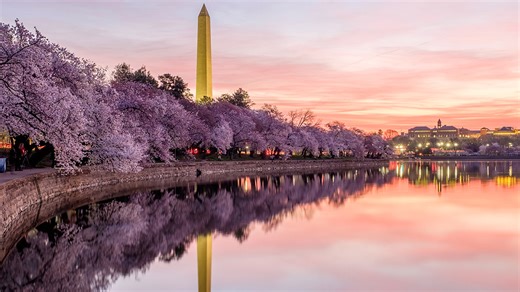 Cherry Blossom Peak Bloom Forecast: When to Visit DC's Most Famous Trees