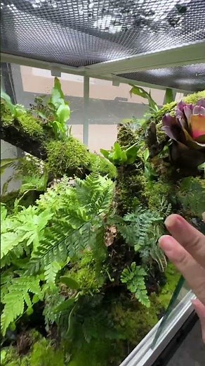 🌿 Turn your reptile’s home into a tropical paradise with ReptiZoo!