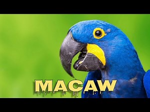 Hyacinth macaw sound
