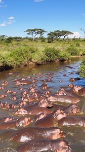 About the Hippopotamus The hippopotamus (Hippopotamus amphibius) is one of Africa’s most iconic and fascinating mammals. Despite their bulky appearance, hippos are highly adapted to life in water and are commonly found in rivers, lakes, and wetlands across sub-Saharan Africa, including Uganda’s Kazinga Channel in Queen Elizabeth National Park Hippos spend most of the day submerged in water to keep cool and protect their sensitive skin from the sun. At dusk, they leave the water to graze on grass