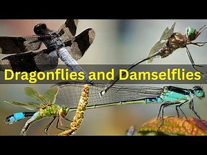 What You Don't Know About Dragonflies - Bug Basics