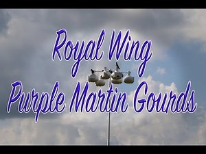 Royal Wing Purple Martin Gourds
