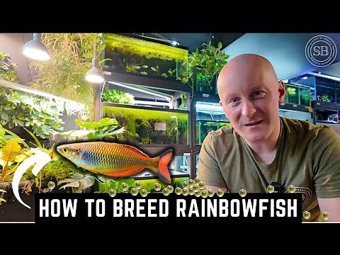HOW TO BREED RAINBOWFISH - A COMPLETE GUIDE