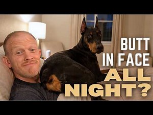 11 Things EVERY Doberman Does (What's With These Dogs?!)