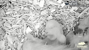 39K views · 813 reactions | LITTLE ONE: Tierpark Berlin in Germany released video of their 27-day-old polar bear cub that was born earlier this month after mom Tonja previously lost two babies, making this little arrival particularly special. https://abcn.ws/2FLyzTu | ABC World News Tonight with David Muir | Facebook