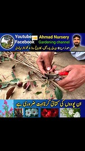 13K views · 281 reactions | Jatropha plant Cutting Propagation:...