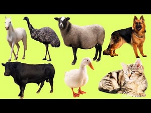 25 Everyday German Animal Names 🐑 | Schaf, Ziege, Alpaka | Fun Audio Lesson