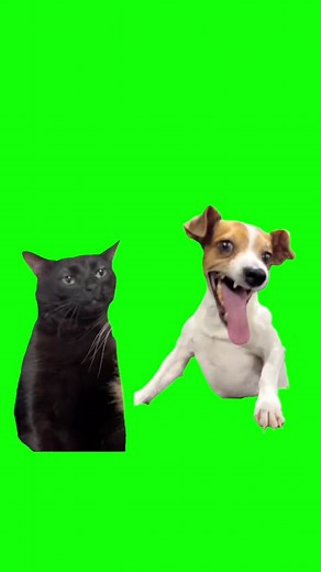 Green Screen Laughing Dog With Black Cat Zoning Out Meme