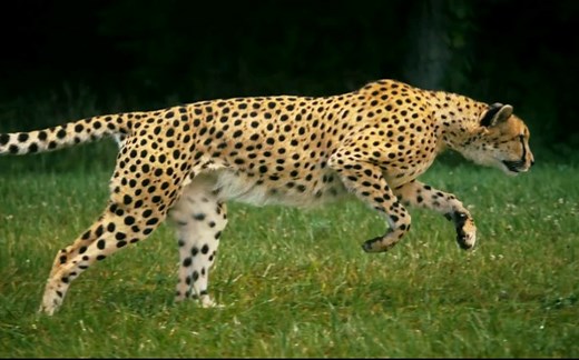 猎豹奔跑慢动作（国家地理为保护猎豹而专程拍摄）高速摄像机