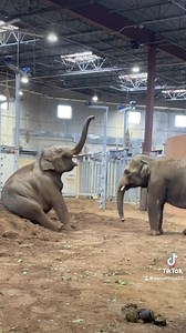 348K views · 10K reactions | Elephants having fun! 朗 | Cincinnati Zoo & Botanical Garden | Facebook